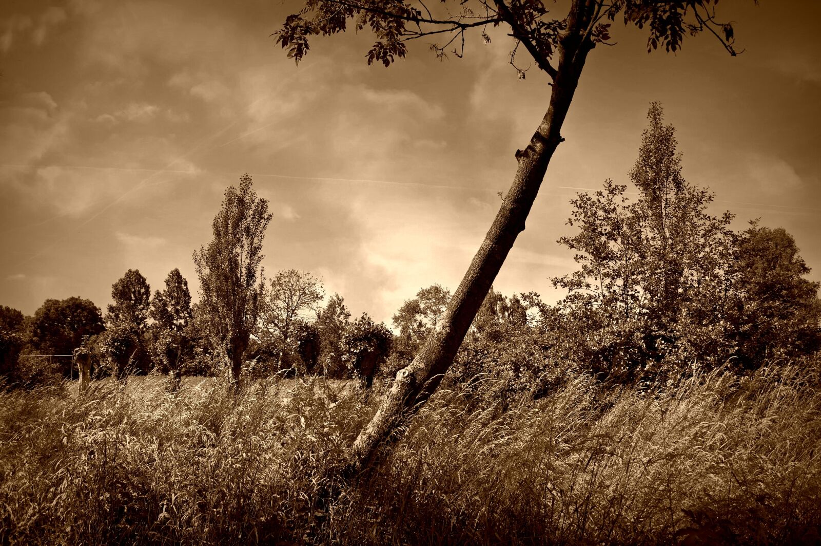 Nikon D90 sample photo. Tree, lonely tree, field photography