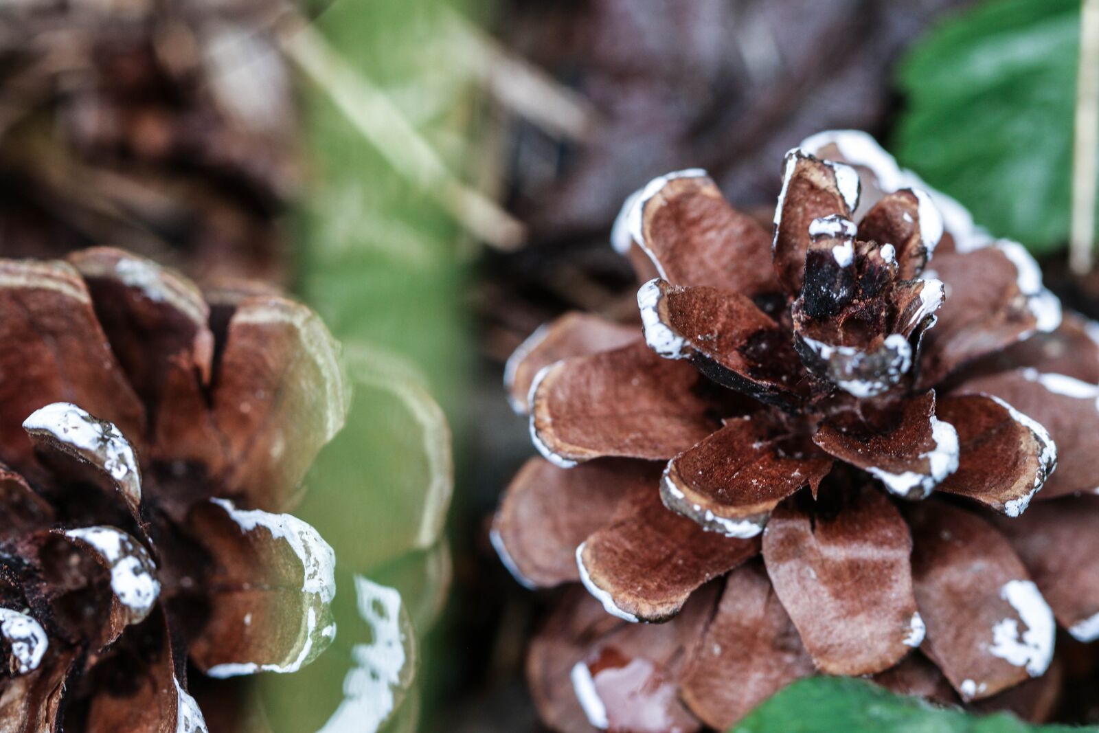 Canon EOS 7D Mark II sample photo. Pinecone, nature, macro photography