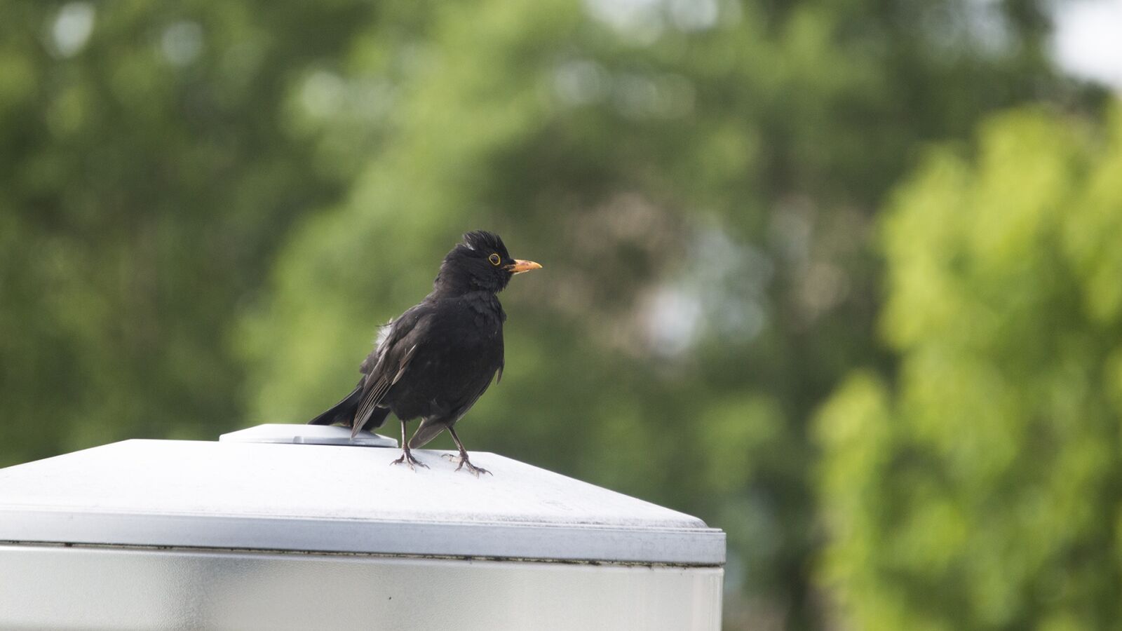 Nikon D3200 sample photo. Bird, lamp, sitting photography