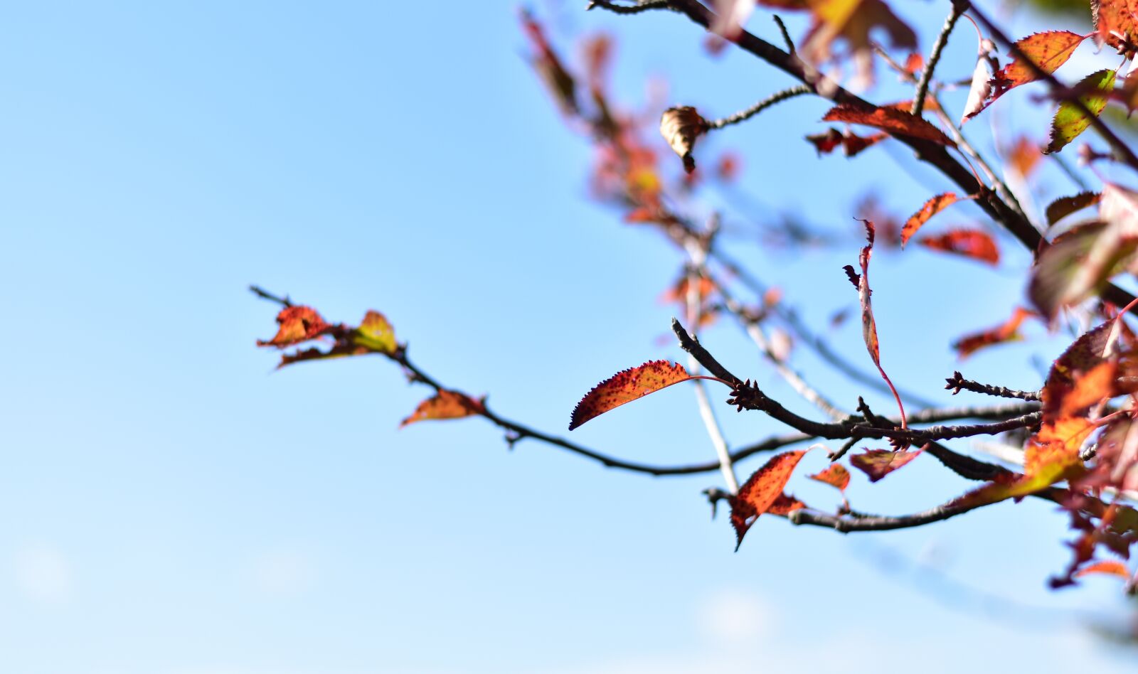 Nikon D3500 sample photo. Autumn, season, colorful photography