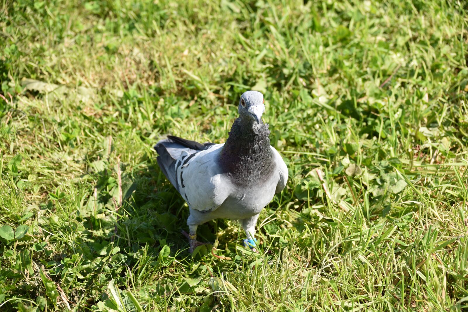 Nikon D5600 sample photo. Pigeon, homing pigeon, pigeon photography