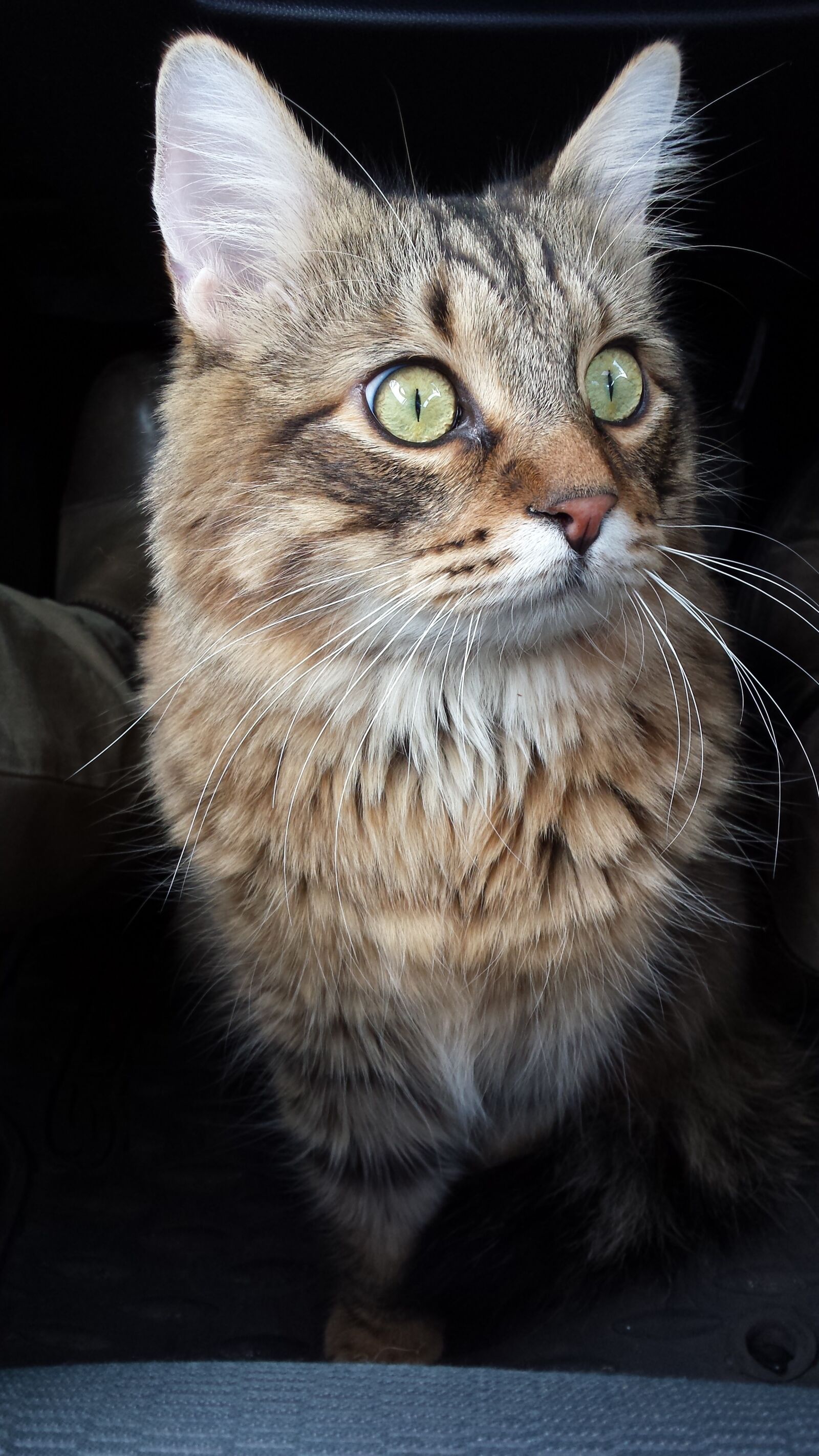 Samsung Galaxy S4 sample photo. Cat, cute, animal photography