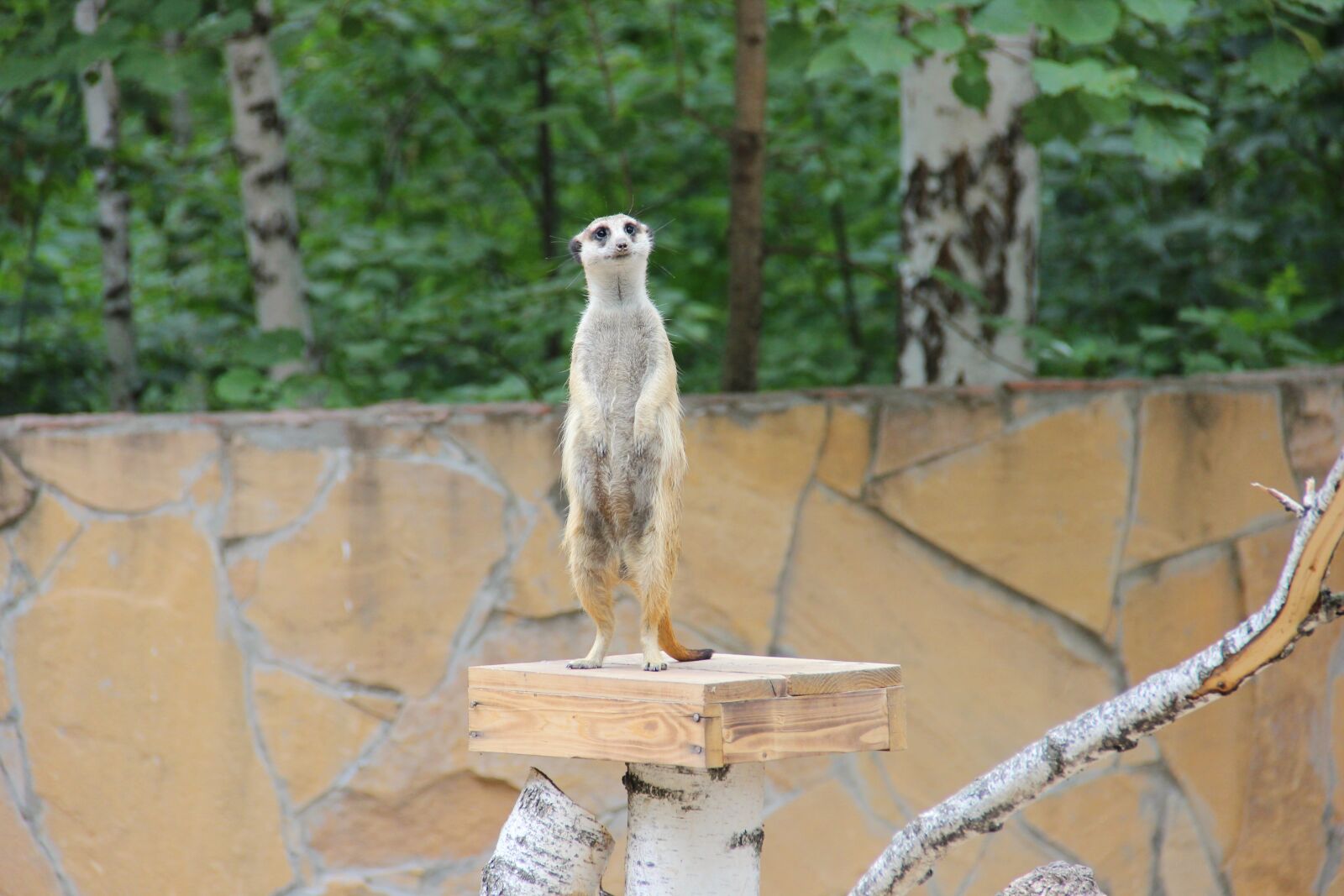 Canon EF-S 18-135mm F3.5-5.6 IS sample photo. Meerkat, zoo, living nature photography