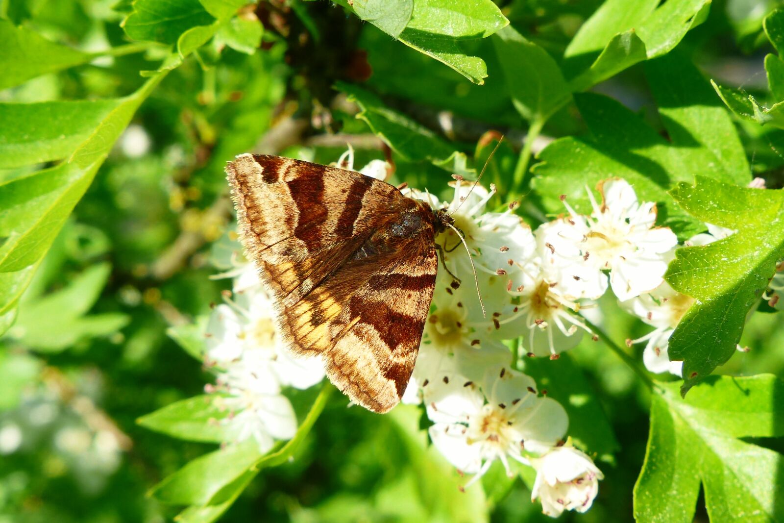 Panasonic Lumix DMC-FZ200 sample photo. Animals, invertebrates, insect photography
