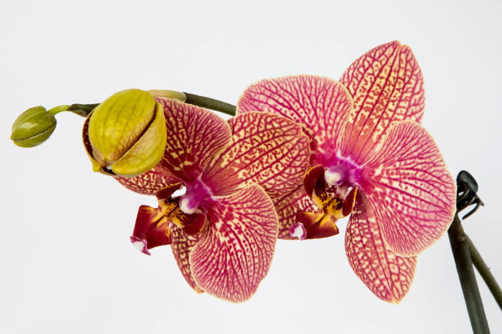 Nikon D7200 sample photo. Orchid, flower, nature photography