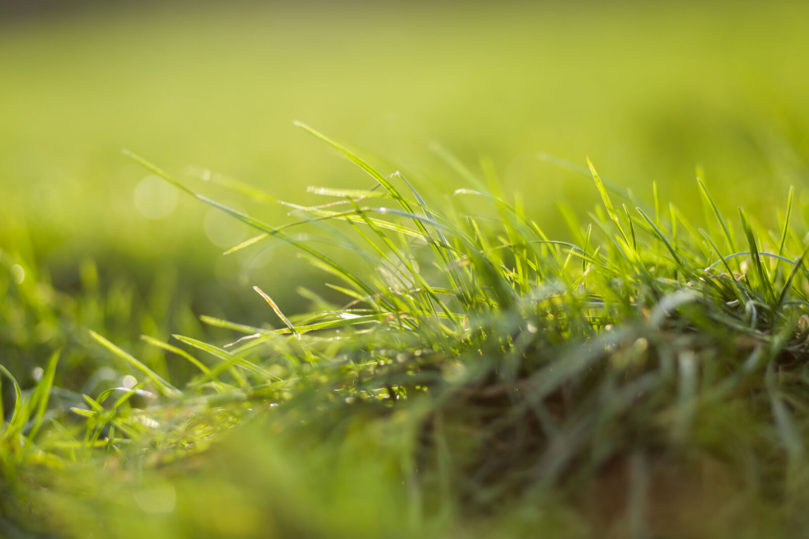 Canon EF 85mm F1.8 USM sample photo. Bokeh, grass, green, green photography