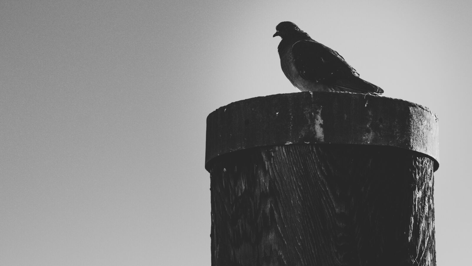 Canon EOS 650D (EOS Rebel T4i / EOS Kiss X6i) sample photo. Dove, port, bird photography