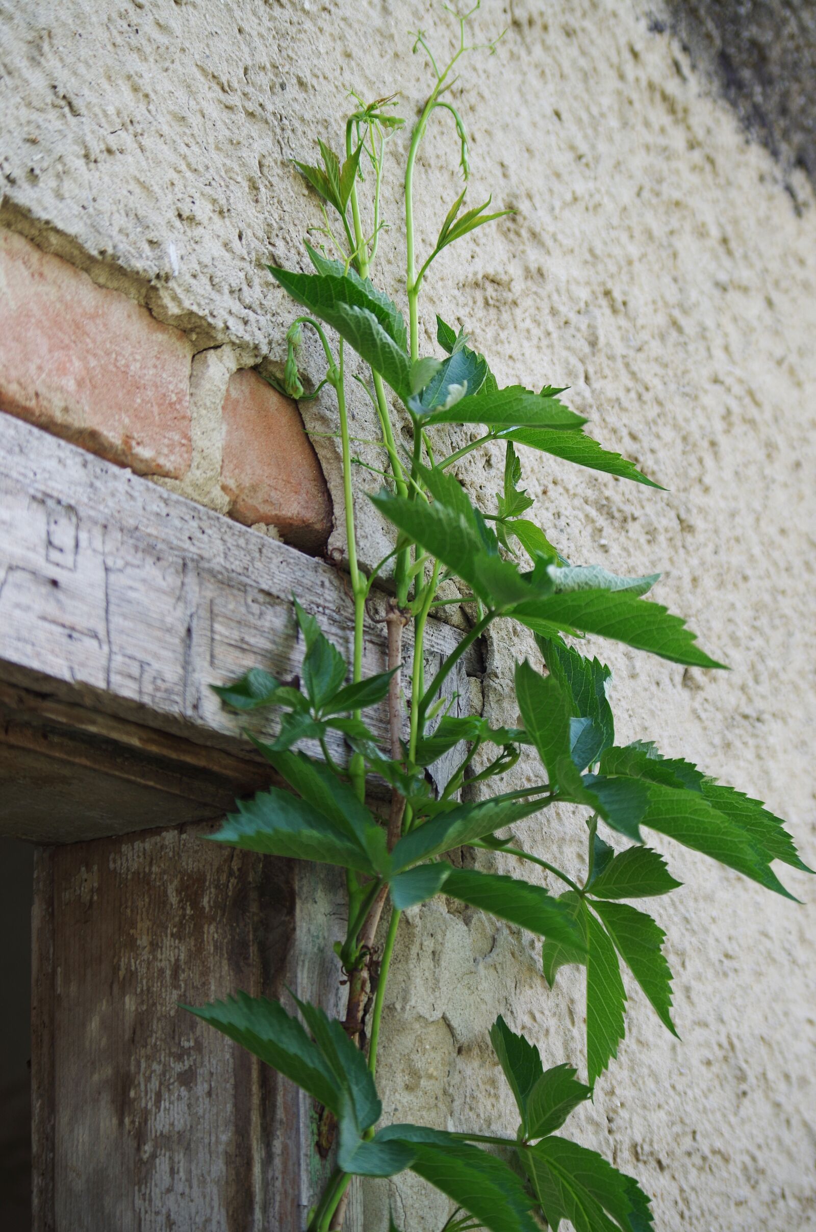 Pentax K-500 sample photo. Plant, old, wall photography