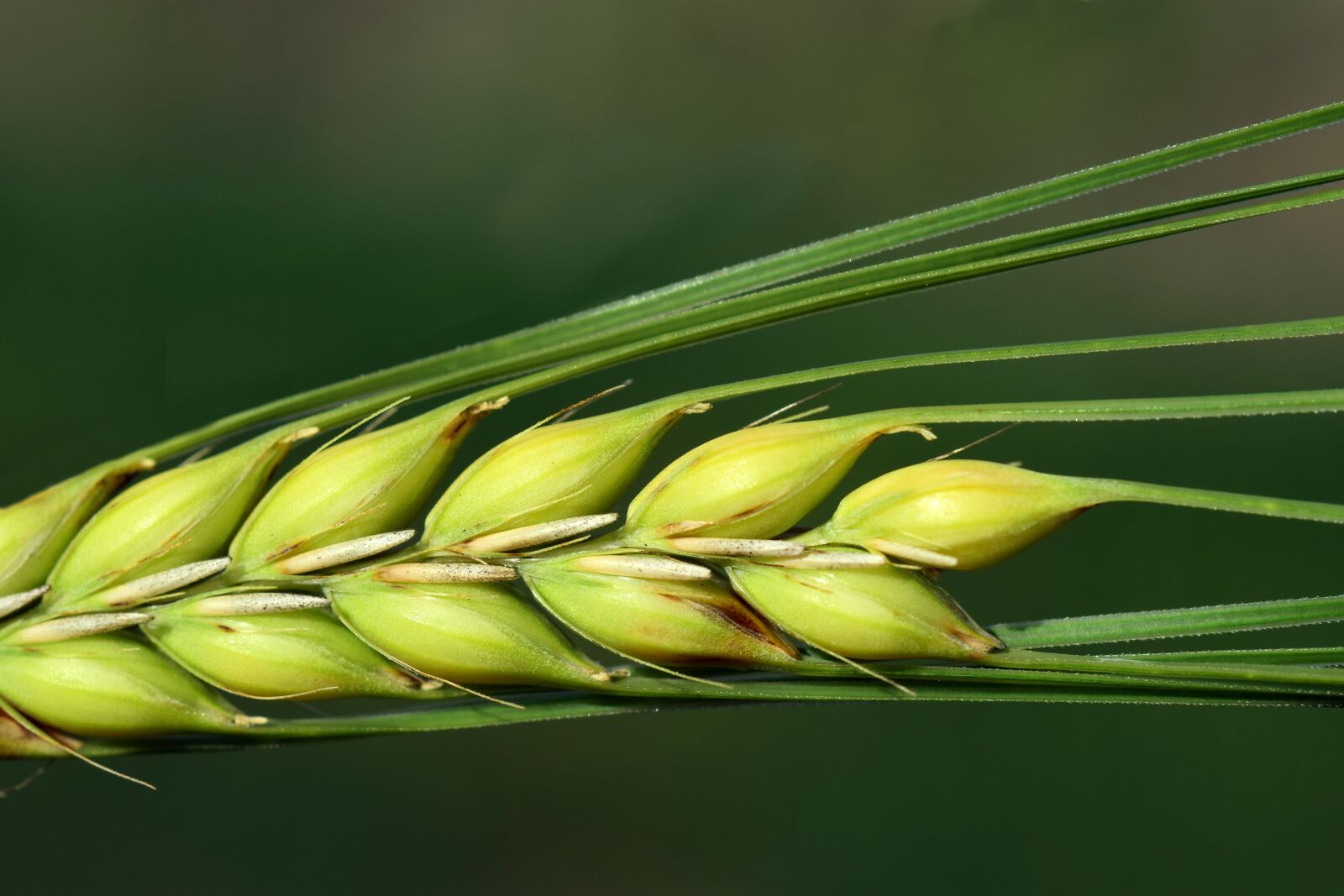Nikon D3300 sample photo. Barley, close up, cereals photography