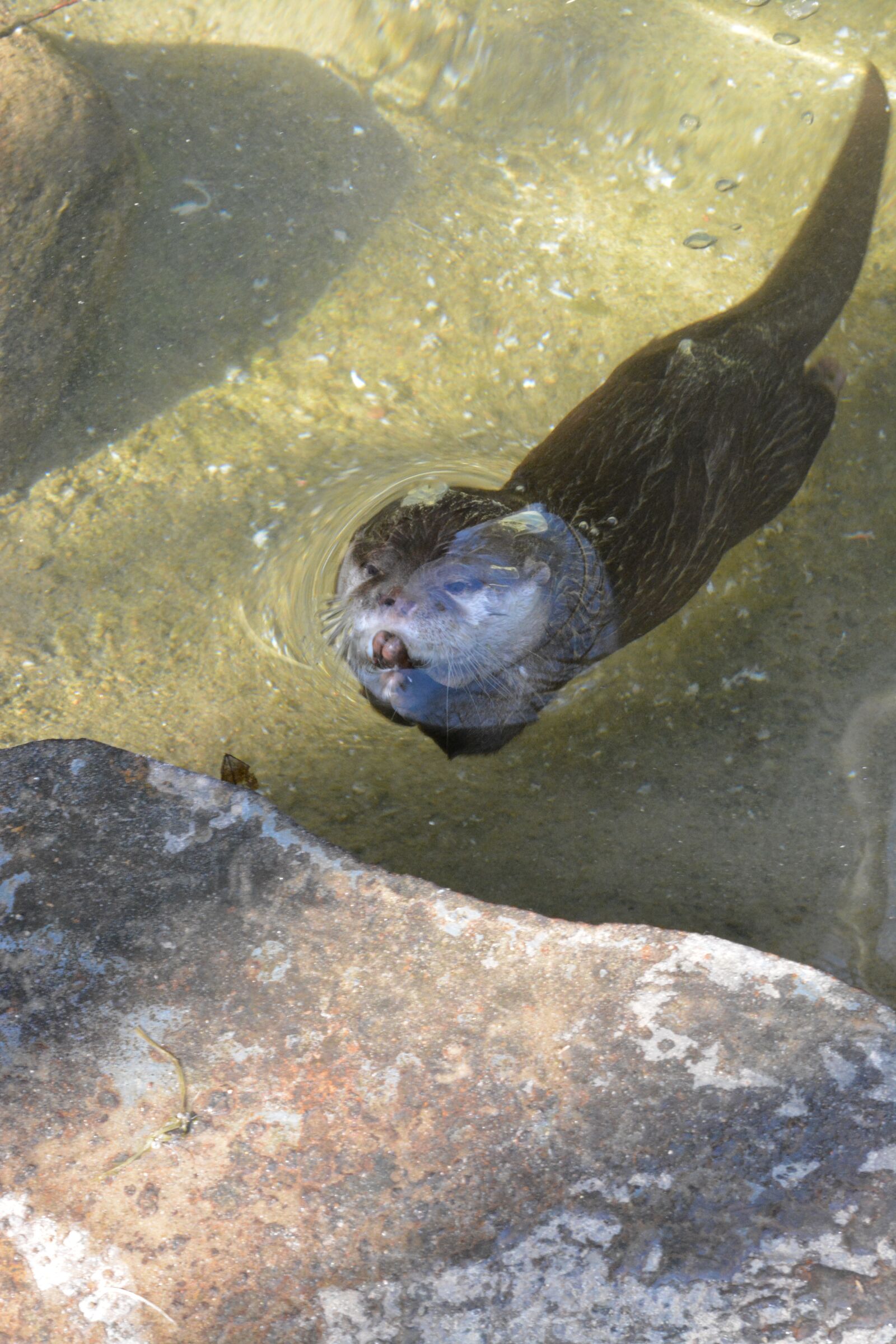 Nikon D5200 sample photo. Nature, waters, animal world photography