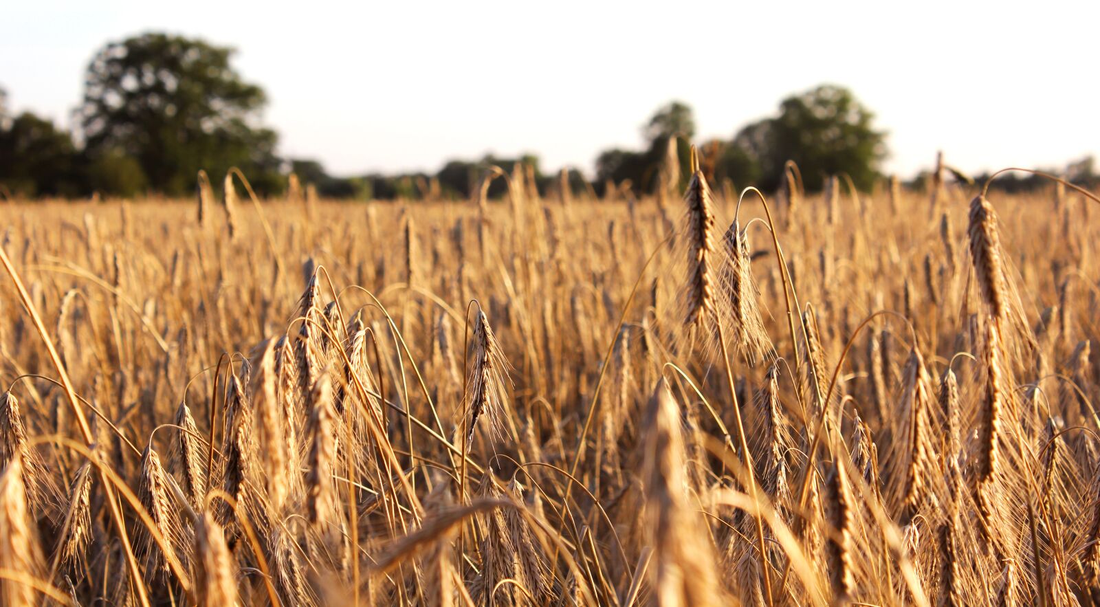 Canon EOS 550D (EOS Rebel T2i / EOS Kiss X4) sample photo. Cornfield, sky, trees photography