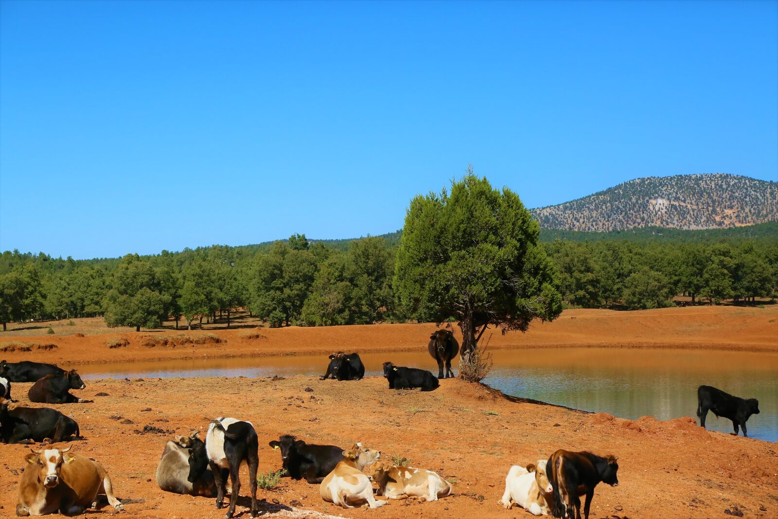 Canon EF 24-105mm F4L IS USM sample photo. Cows, cattle, cow photography