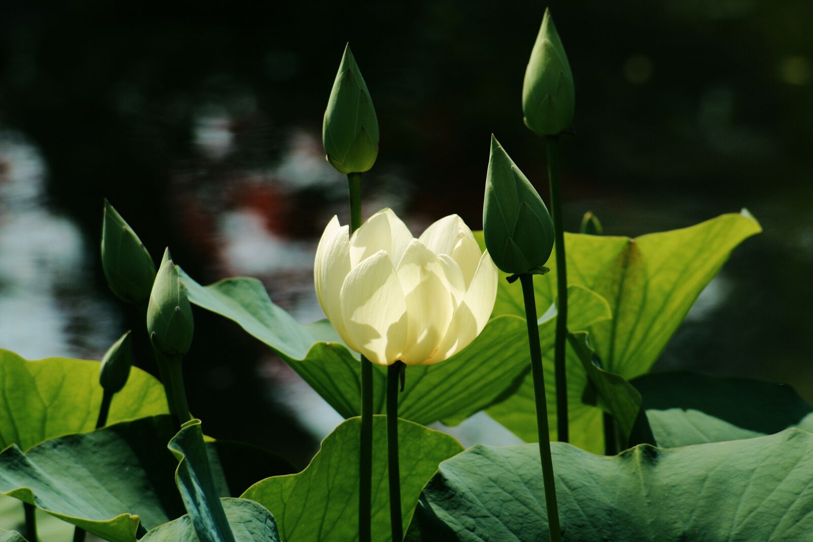 Canon EOS 300D (EOS Digital Rebel / EOS Kiss Digital) sample photo. Flower, petal, stem photography