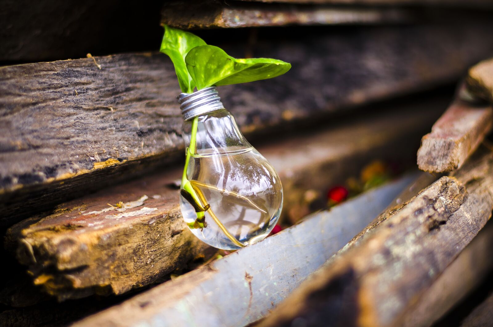 Nikon D5100 sample photo. Bulb, light, recycle photography