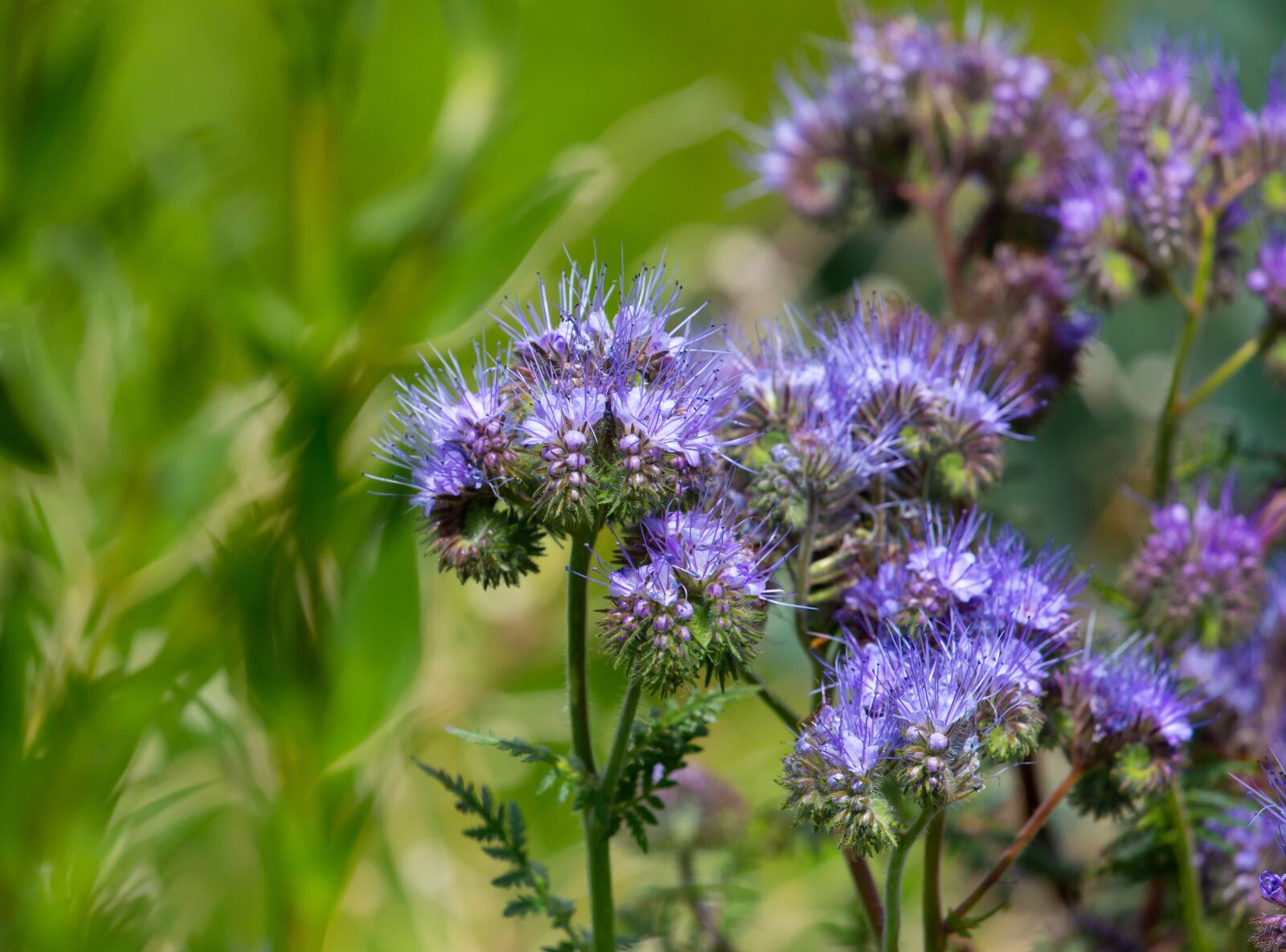 Canon EOS 5D Mark III sample photo. Lacy phacelia, blue tansy photography