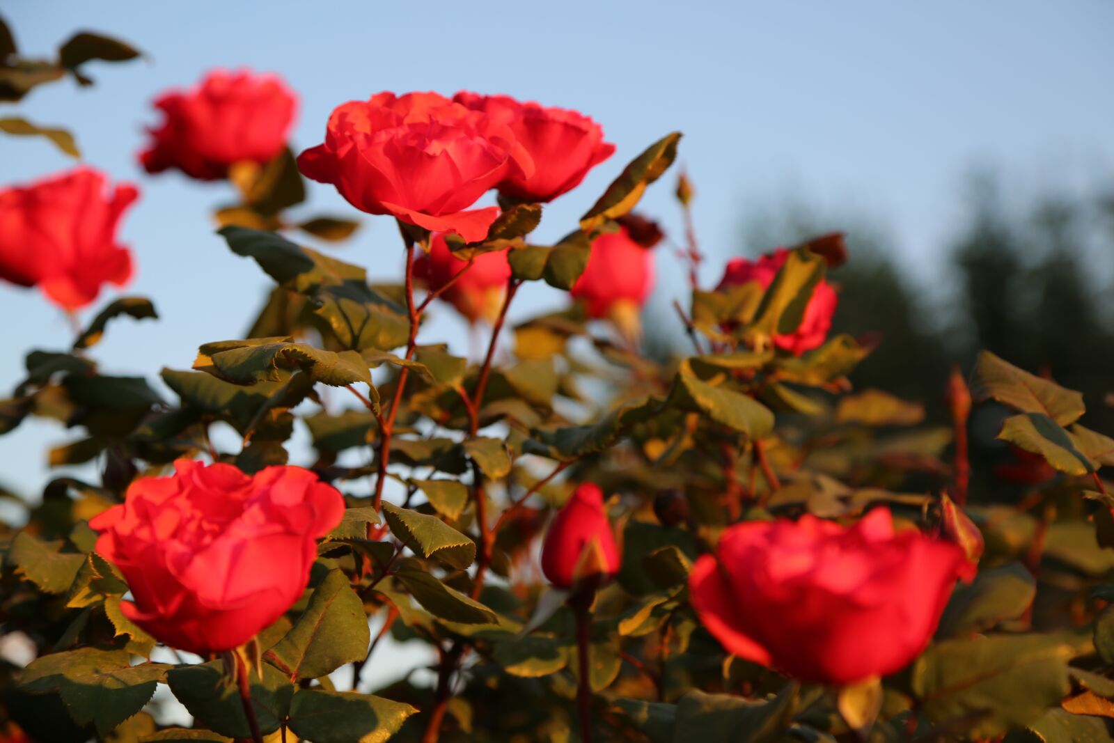 Canon EF 24-105mm F4L IS USM sample photo. Rose, red rose, flower photography