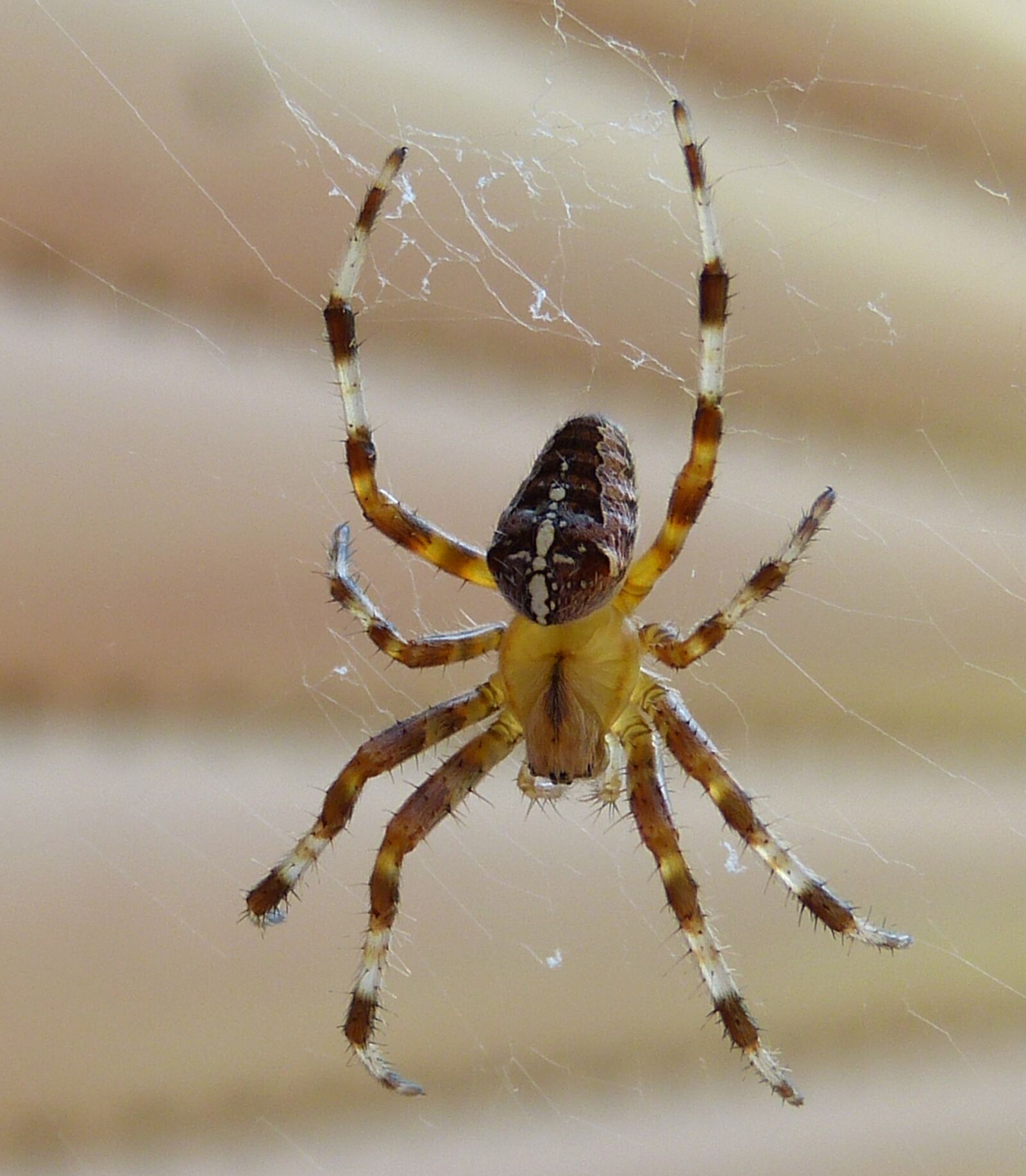 Panasonic Lumix DMC-FZ150 sample photo. Spider, araneus, insect photography