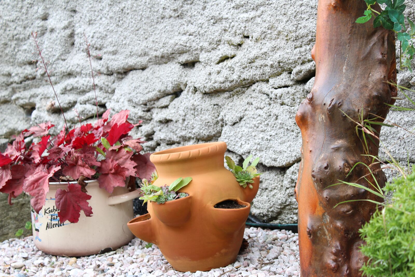 Canon EOS 1300D (EOS Rebel T6 / EOS Kiss X80) sample photo. Flowerpot, flowers, plants photography