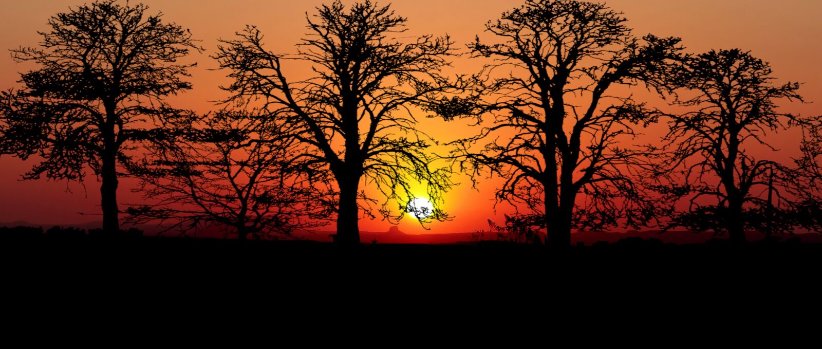 Panasonic Lumix DMC-FZ200 sample photo. Sunset, trees, nature photography