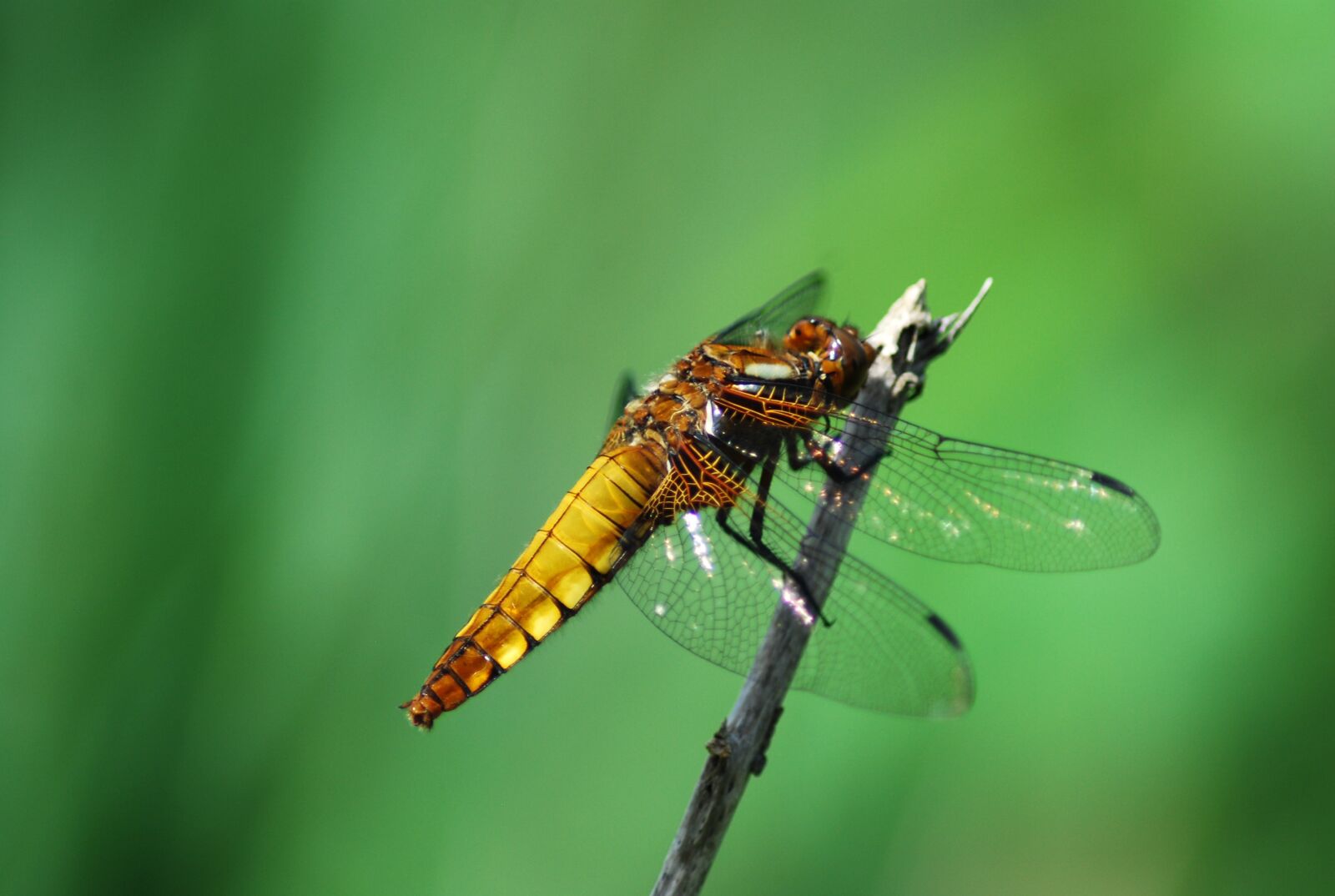 Nikon D60 sample photo. Dragonfly, insect, animal photography