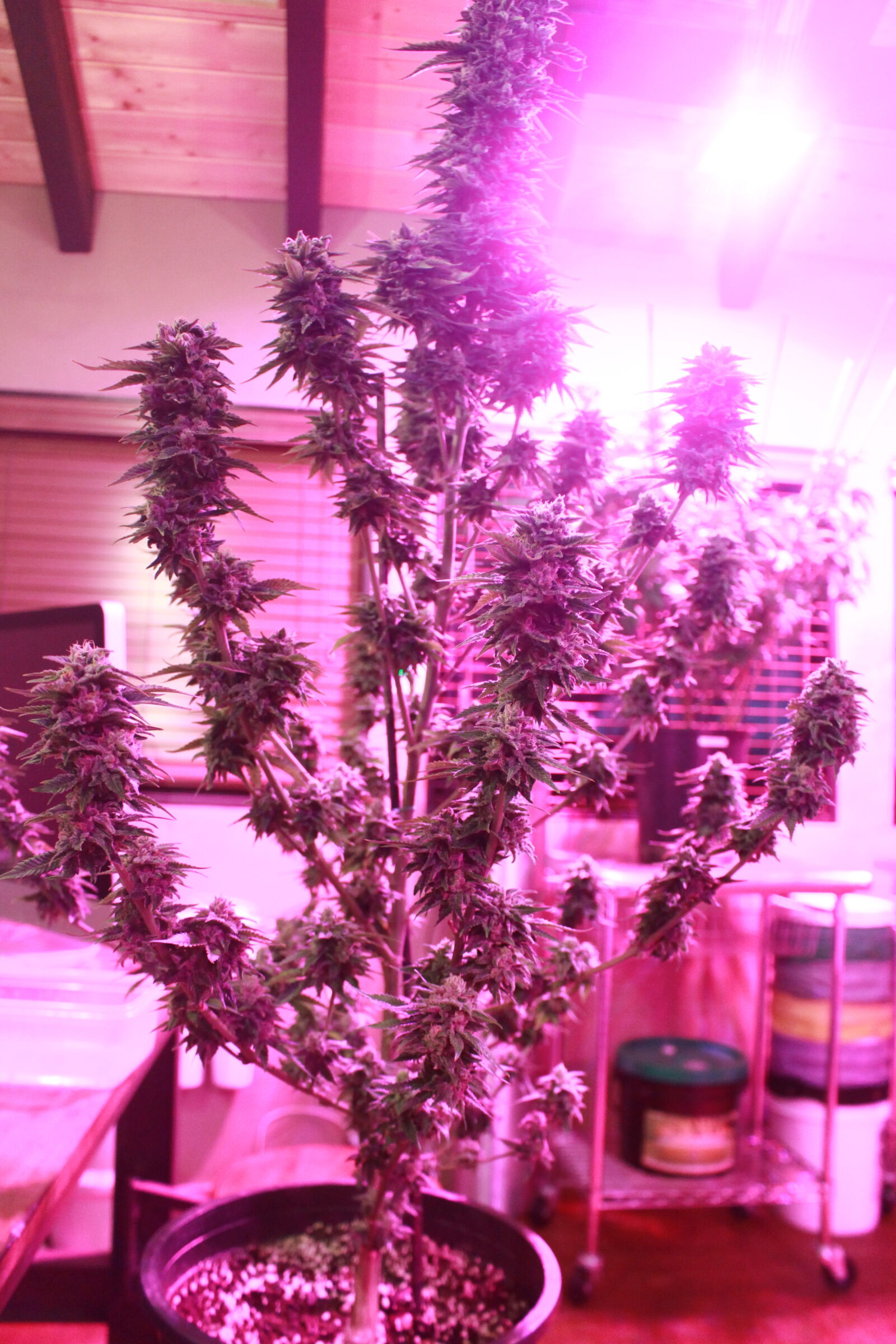 Canon EOS 700D (EOS Rebel T5i / EOS Kiss X7i) sample photo. 420, bud, cannabis, close photography