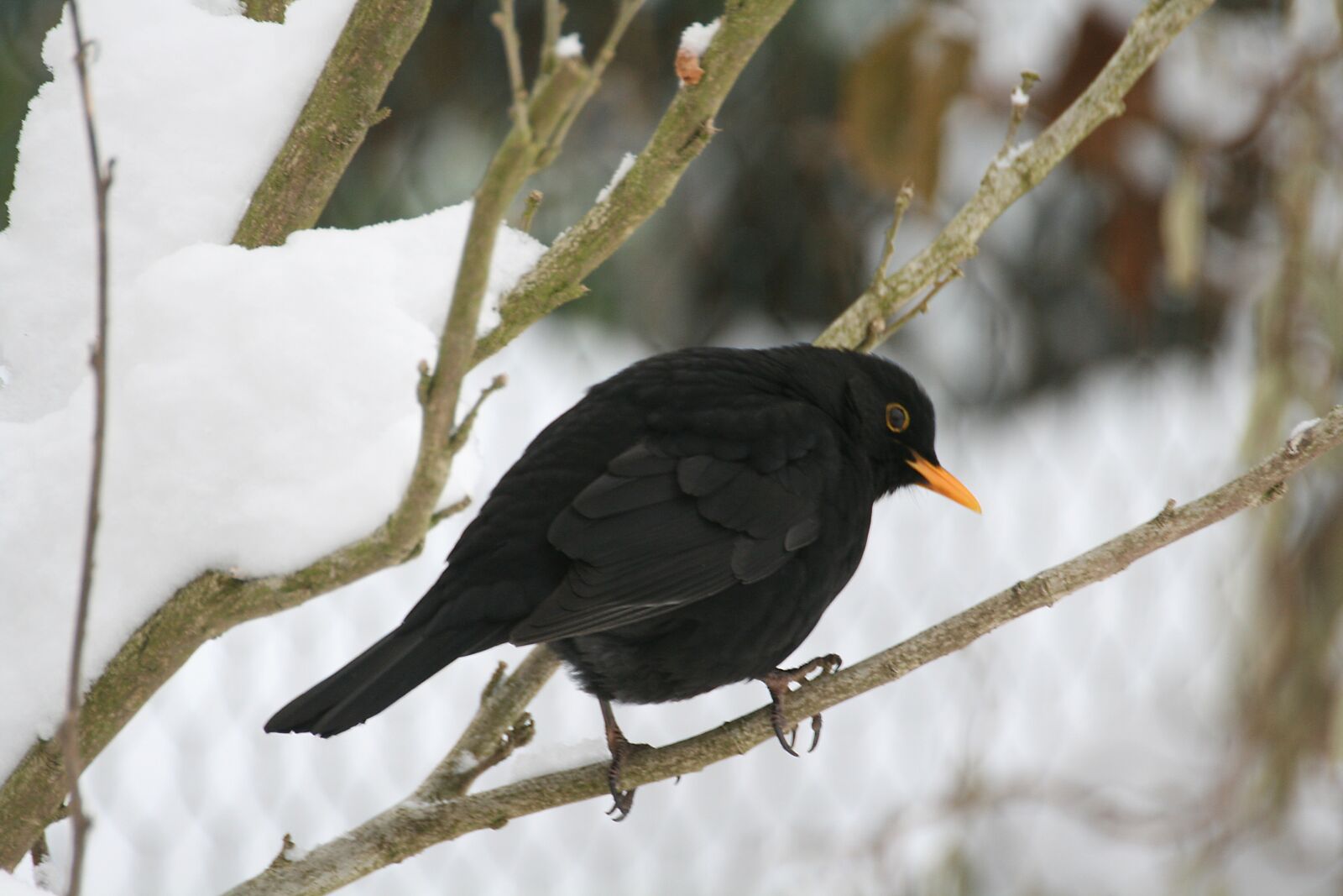 Canon EOS 400D (EOS Digital Rebel XTi / EOS Kiss Digital X) sample photo. Songbird, winter, food photography