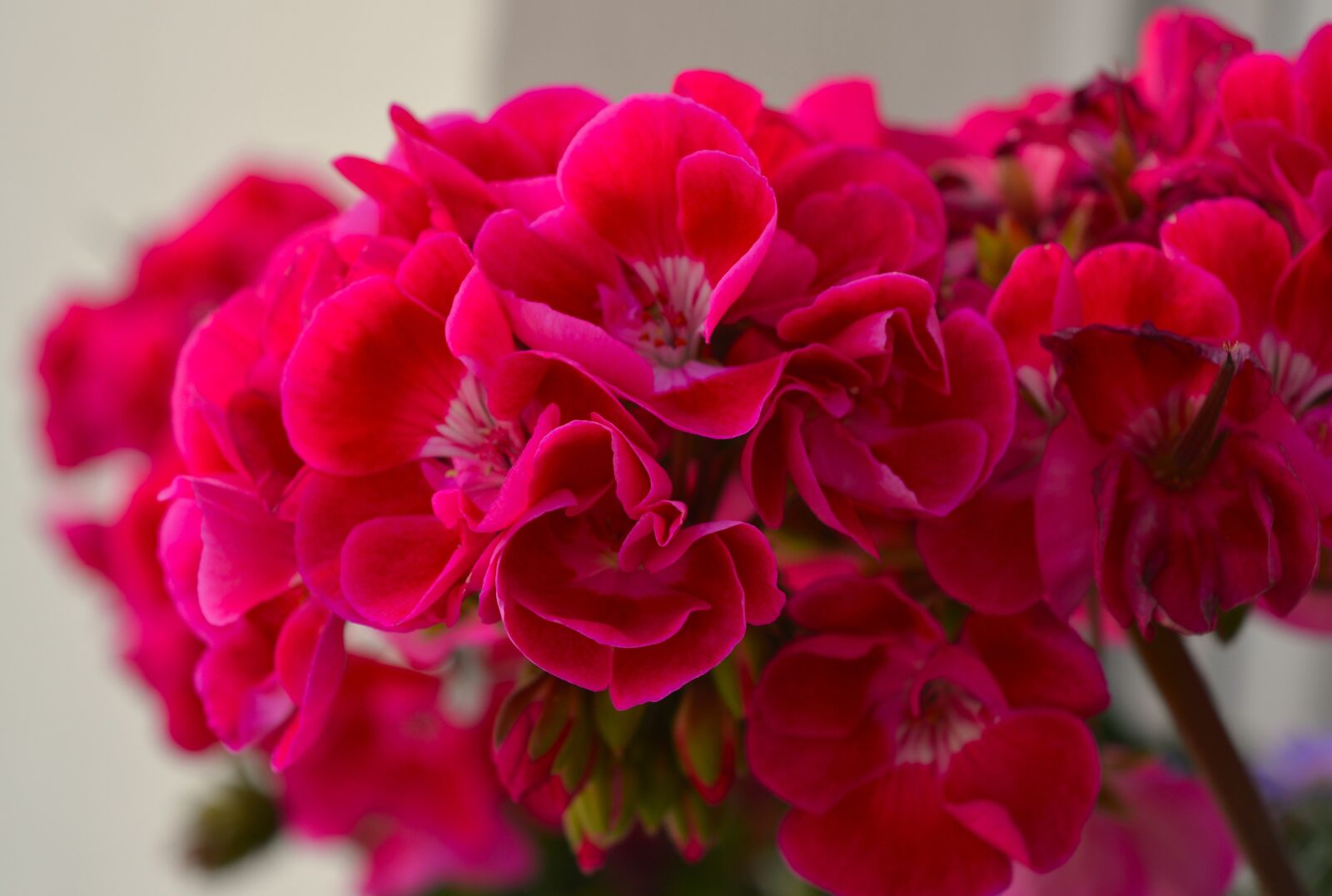 Nikon D3200 sample photo. Geranium, pink, flower photography