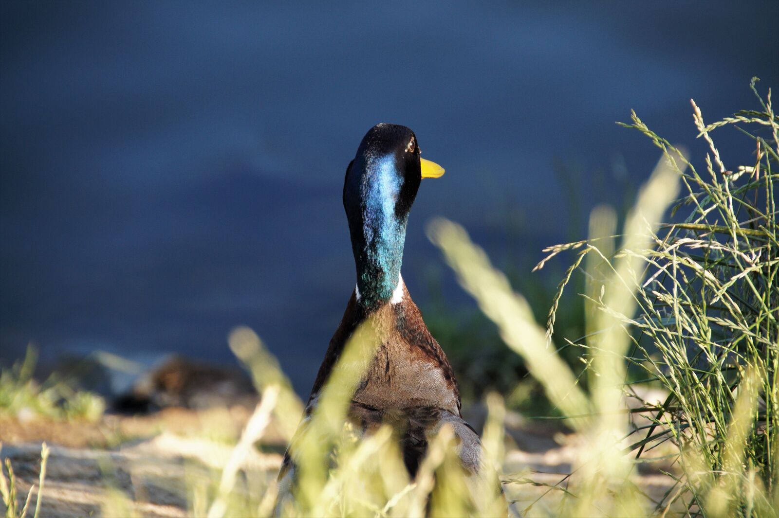 Sony SLT-A58 sample photo. Duck, wild, drake photography