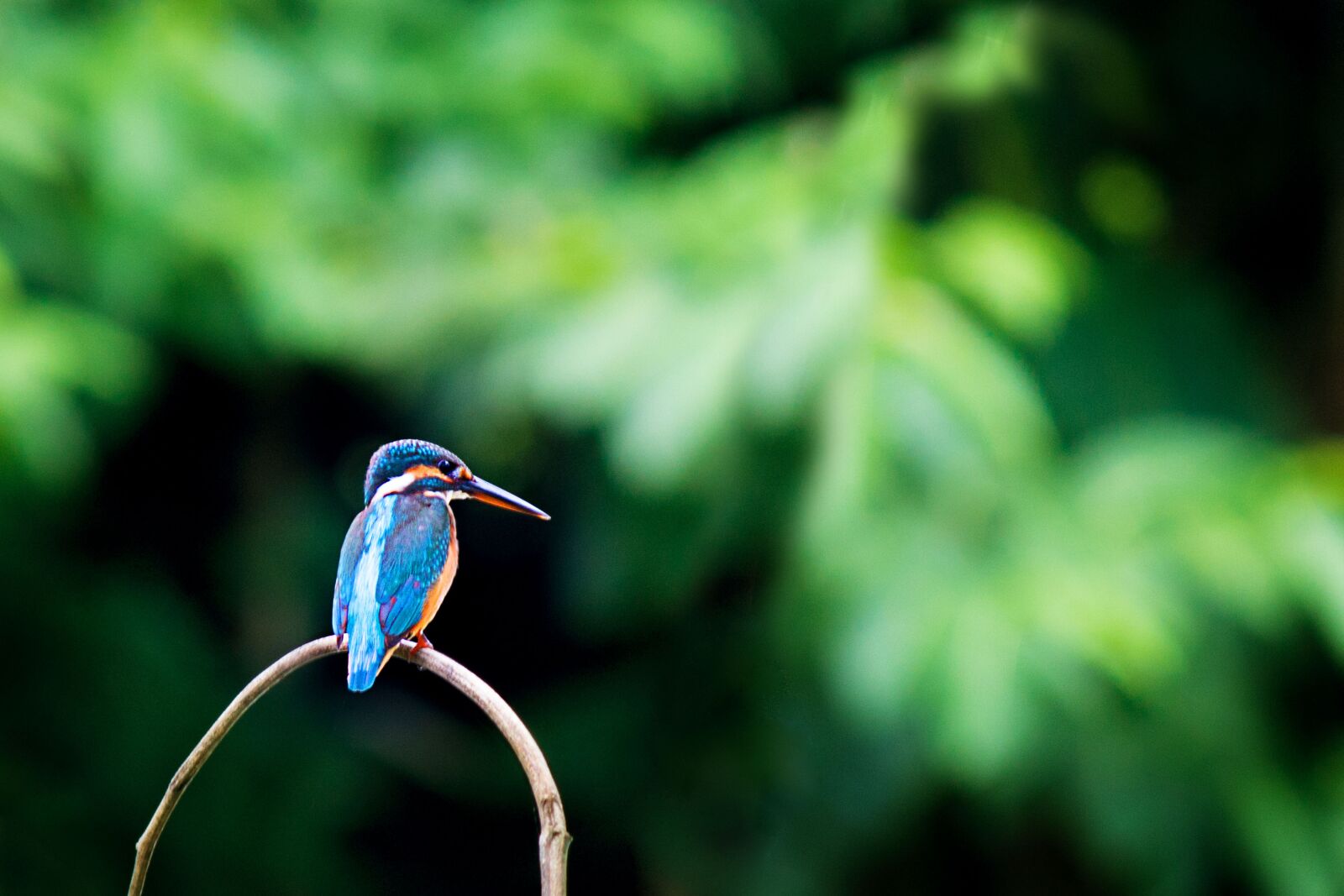 Canon EOS 700D (EOS Rebel T5i / EOS Kiss X7i) sample photo. Kingfisher, bird, wildlife photography