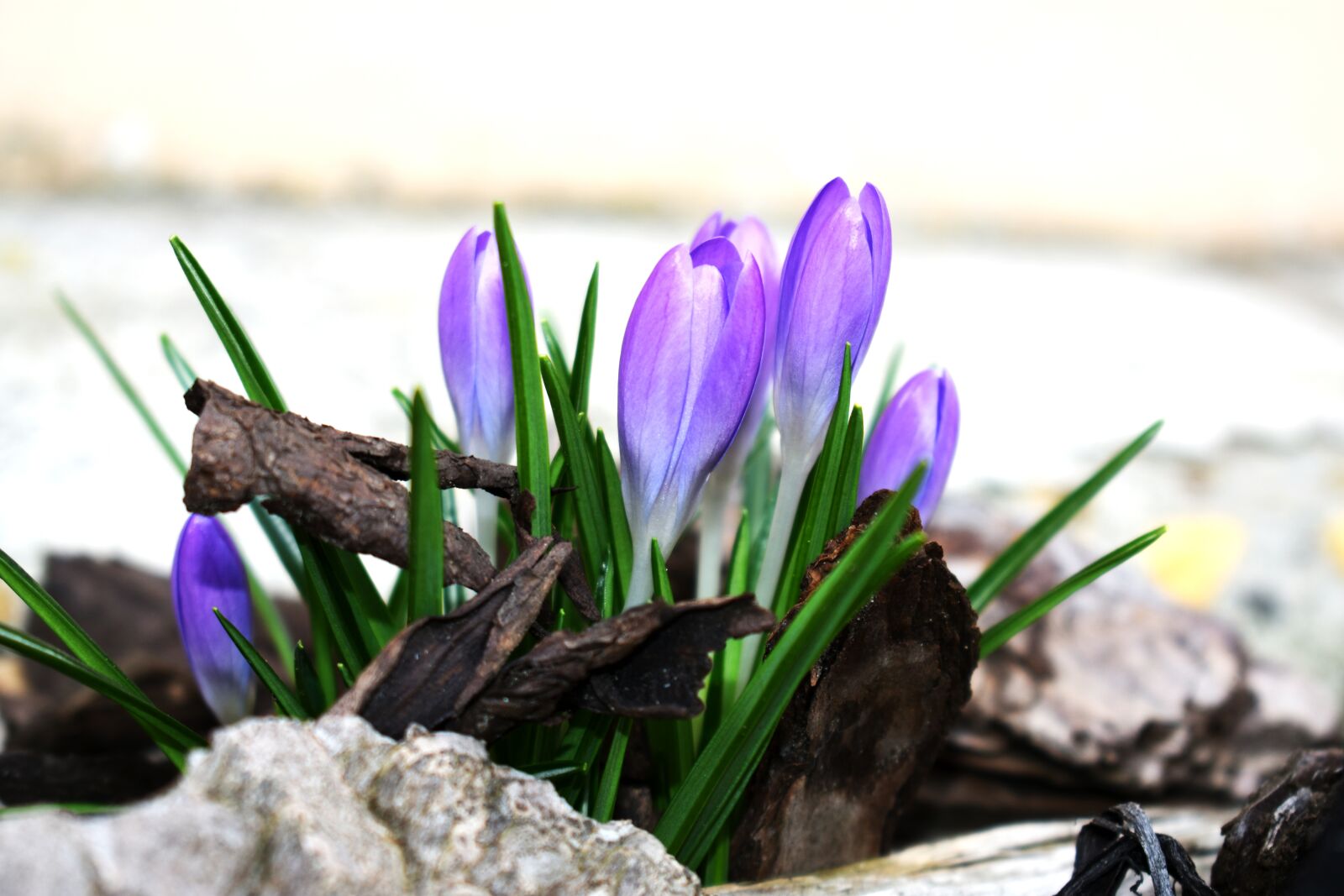 Nikon D3400 sample photo. Saffron, flower, purple photography