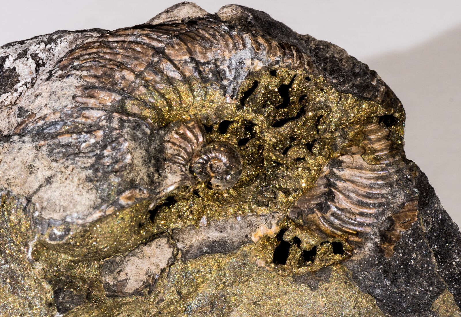 Sony ILCA-77M2 sample photo. Ammonite, fossil, mineral, pyrite photography