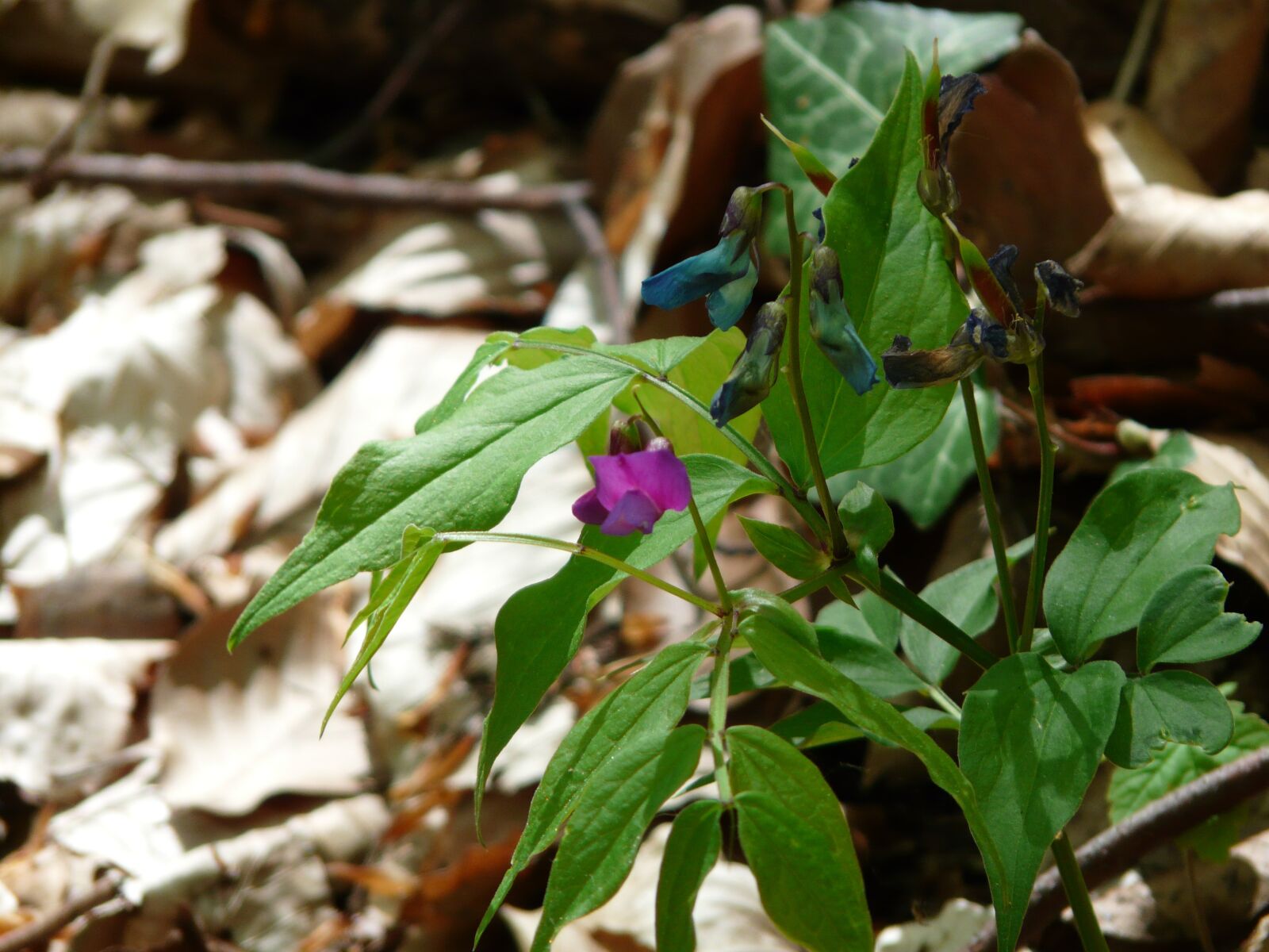 Panasonic DMC-FZ18 sample photo. Spring pea, fabaceae, plant photography