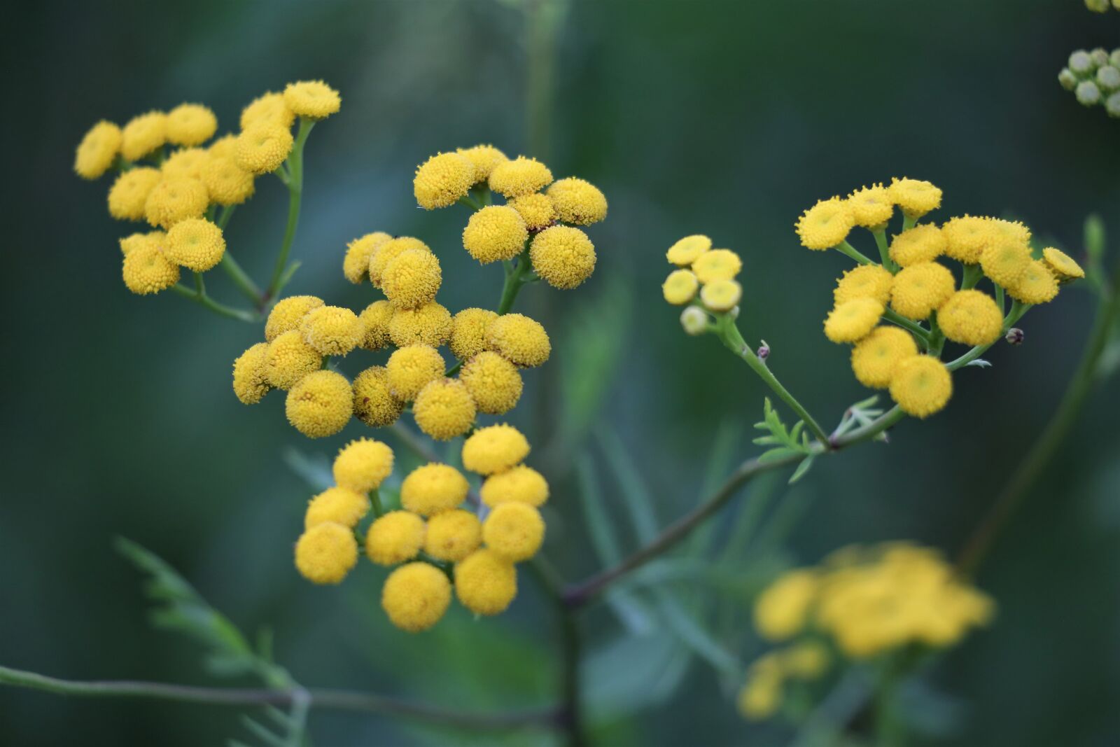 Canon EF 70-300 F4-5.6 IS II USM sample photo. Immortelle, helichrysum, flower photography