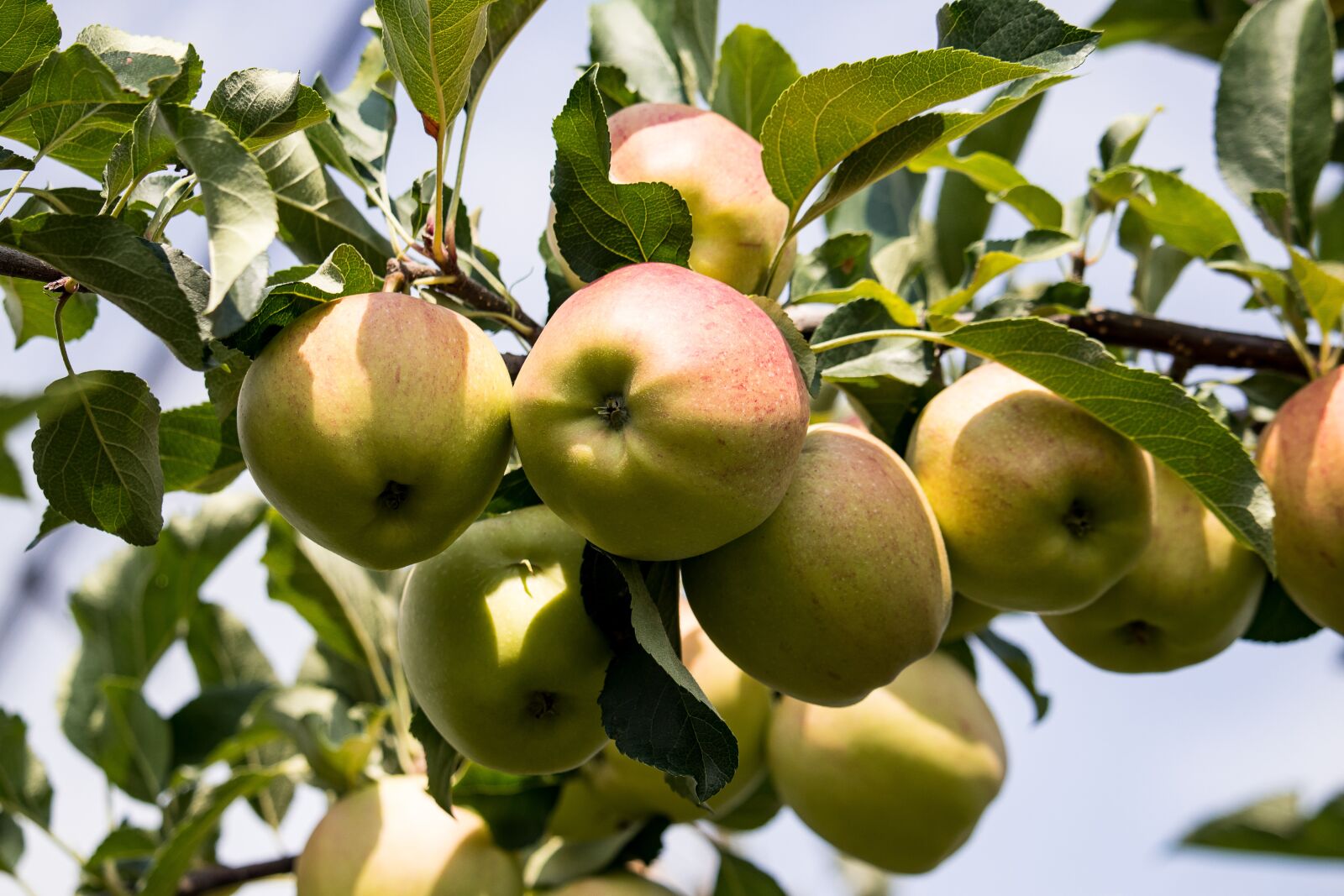 Canon EF-S 55-250mm F4-5.6 IS STM sample photo. Apple, apple tree, fruits photography