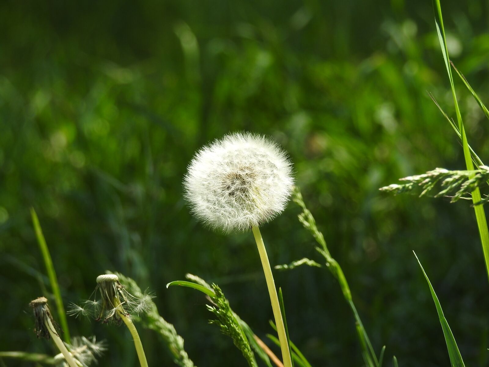Nikon Coolpix P900 sample photo. Dandelion, spring, nature photography