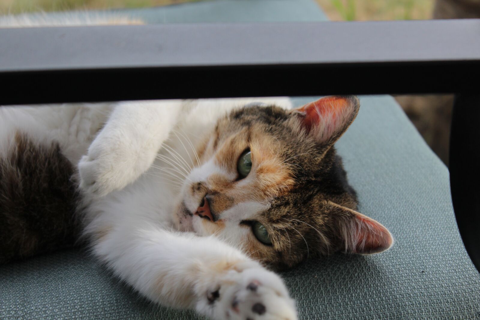 Canon EOS 1200D (EOS Rebel T5 / EOS Kiss X70 / EOS Hi) sample photo. Cat, cute, pet photography