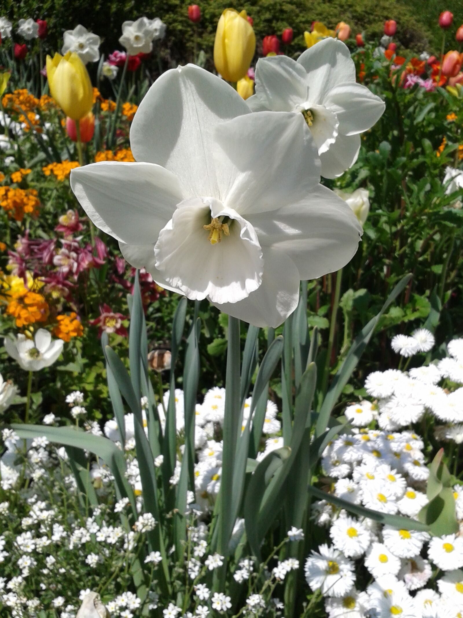 Samsung Galaxy S3 Mini sample photo. Narcissus, white, blossom photography