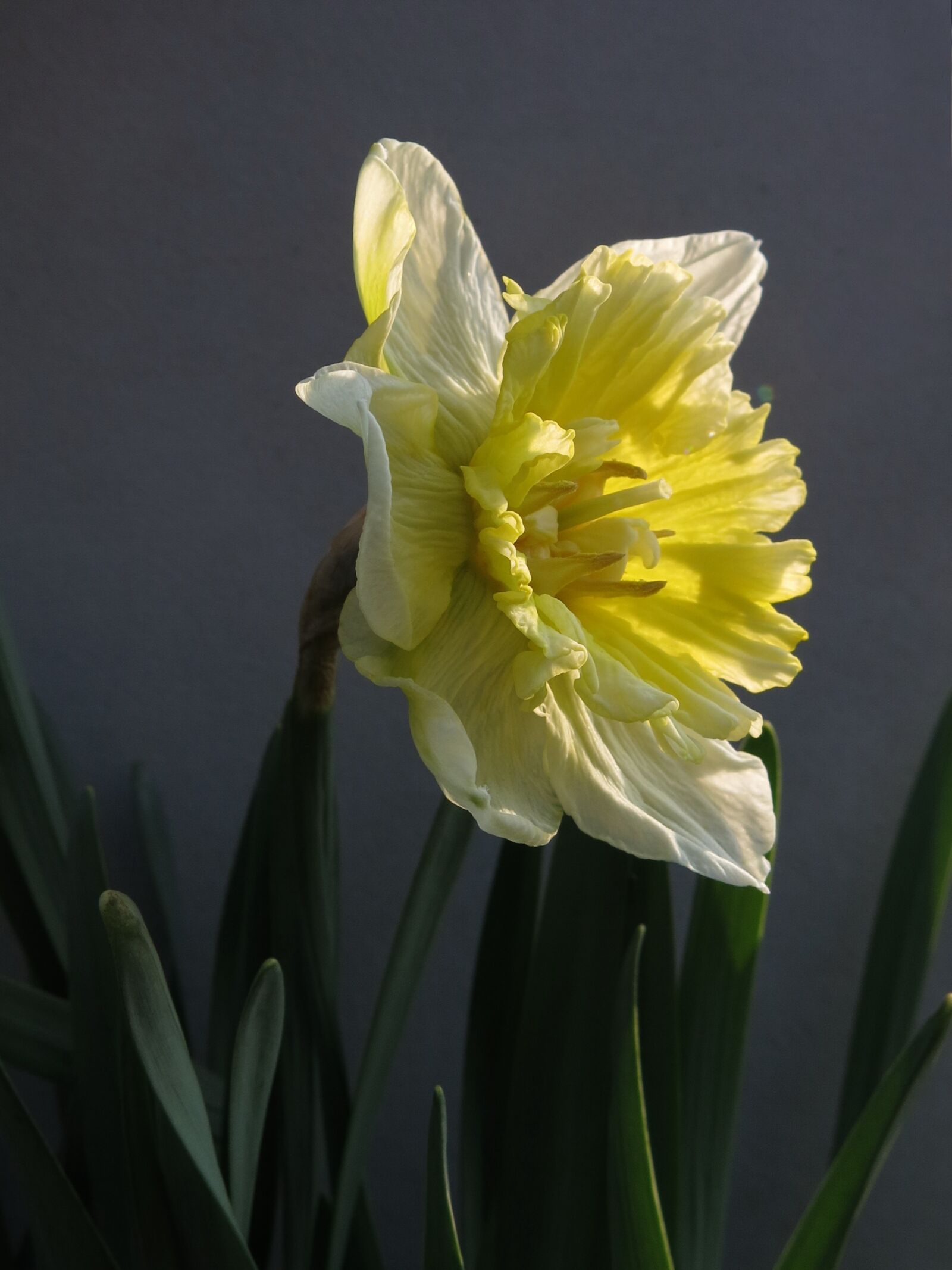 Canon PowerShot G15 sample photo. Narcissus, daffodil, flower photography