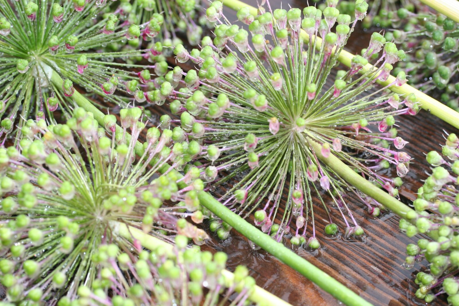 Canon EOS 20D sample photo. Plant, nature, garden photography