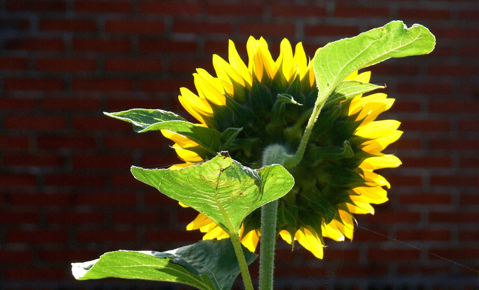 Panasonic DMC-FZ30 sample photo. Sunflower, corona, backlighting photography