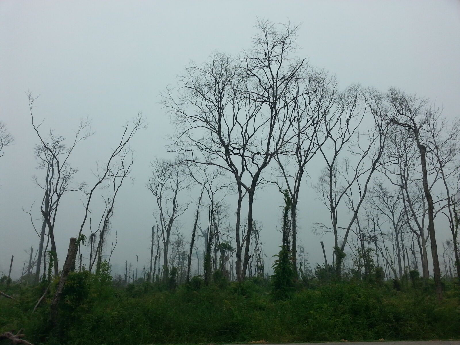 Samsung Galaxy S3 sample photo. Branches, countryside, environment, grass photography