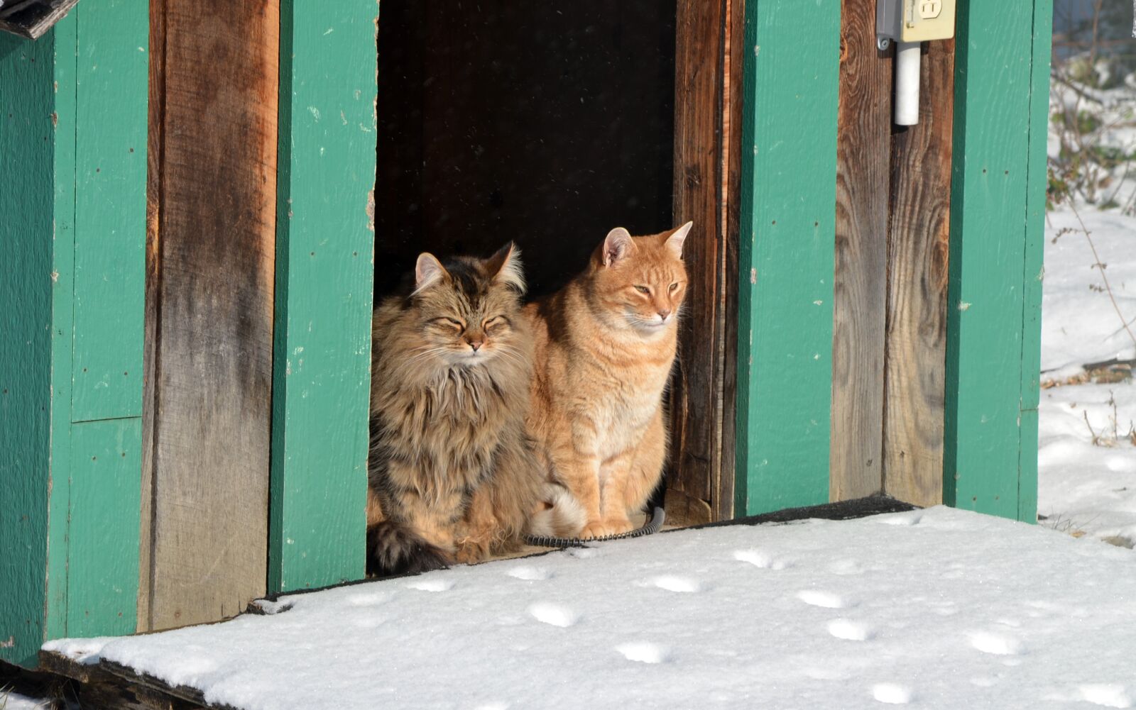 Nikon D3100 sample photo. Animals, cats, domestic photography