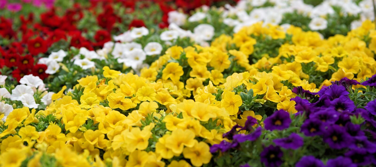 Sony a6000 + E 60mm F2.8 sample photo. Flowers, plant, nature photography