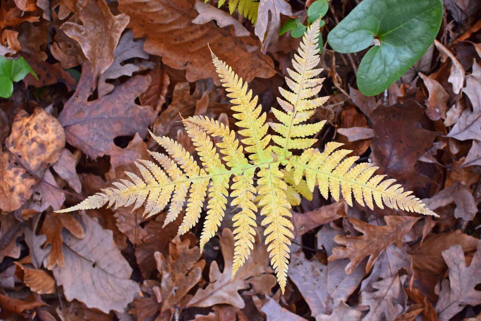 Nikon D3300 sample photo. Fall fern, turning color photography