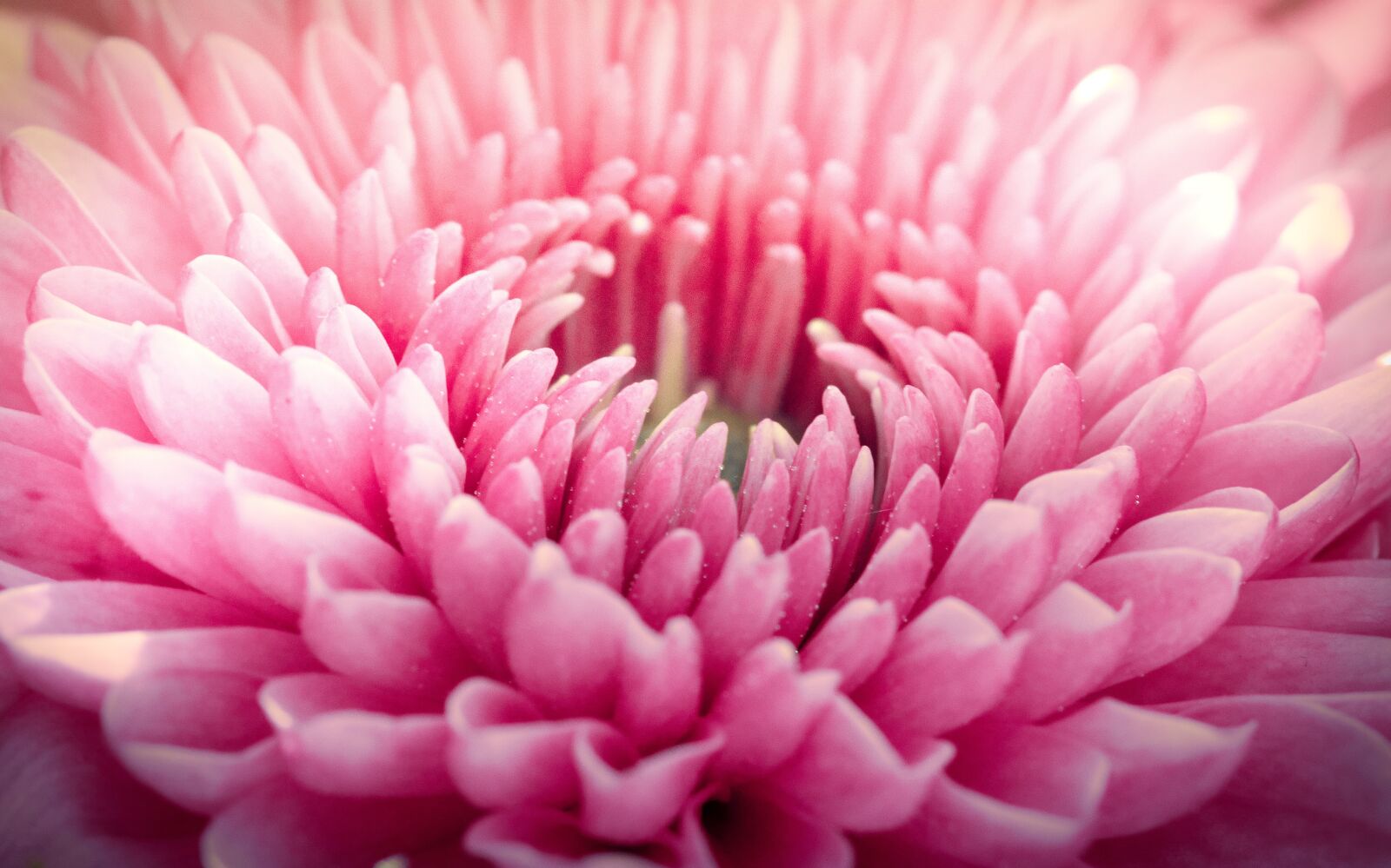 Canon EOS 200D (EOS Rebel SL2 / EOS Kiss X9) sample photo. Dahlia, pink, flower garden photography
