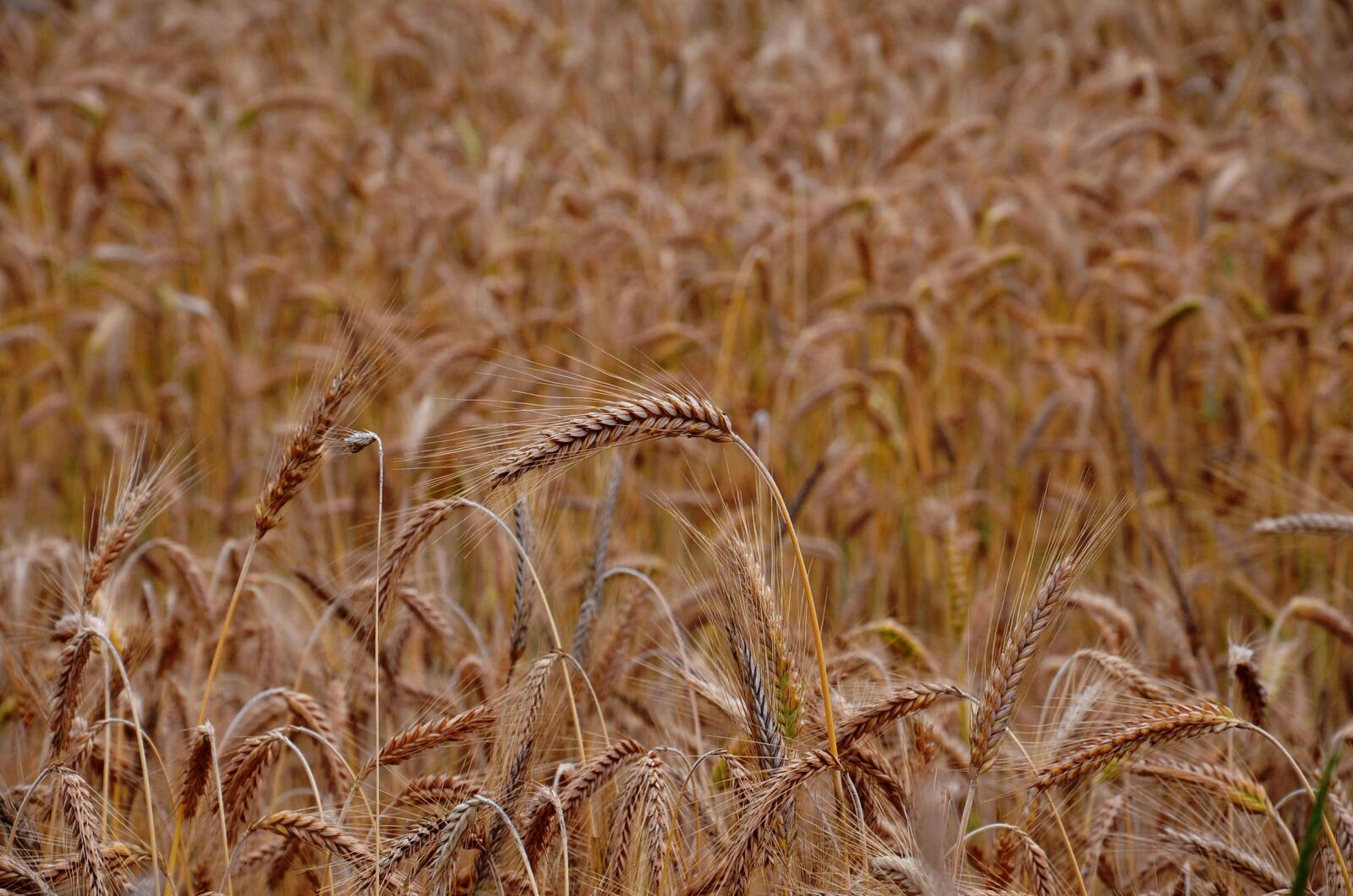 Nikon D5100 sample photo. Wheat, grains, crops photography