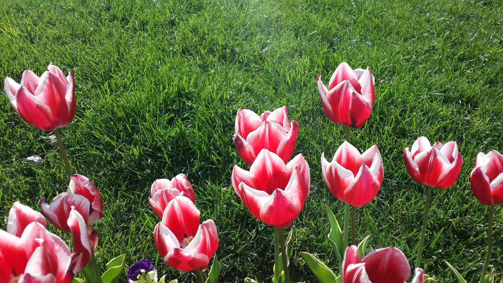 Samsung Galaxy S4 sample photo. Tulips, flower, spring photography