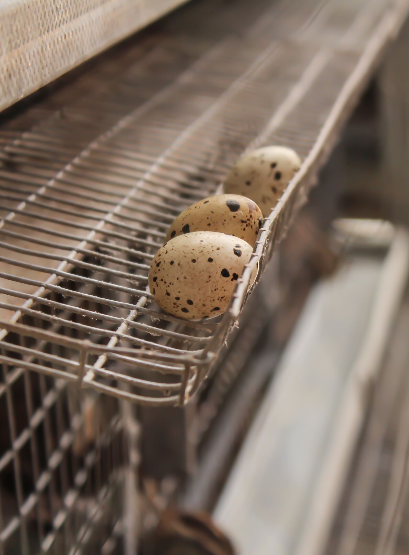 Canon EOS 1200D (EOS Rebel T5 / EOS Kiss X70 / EOS Hi) sample photo. Chicken, eggs, farm photography