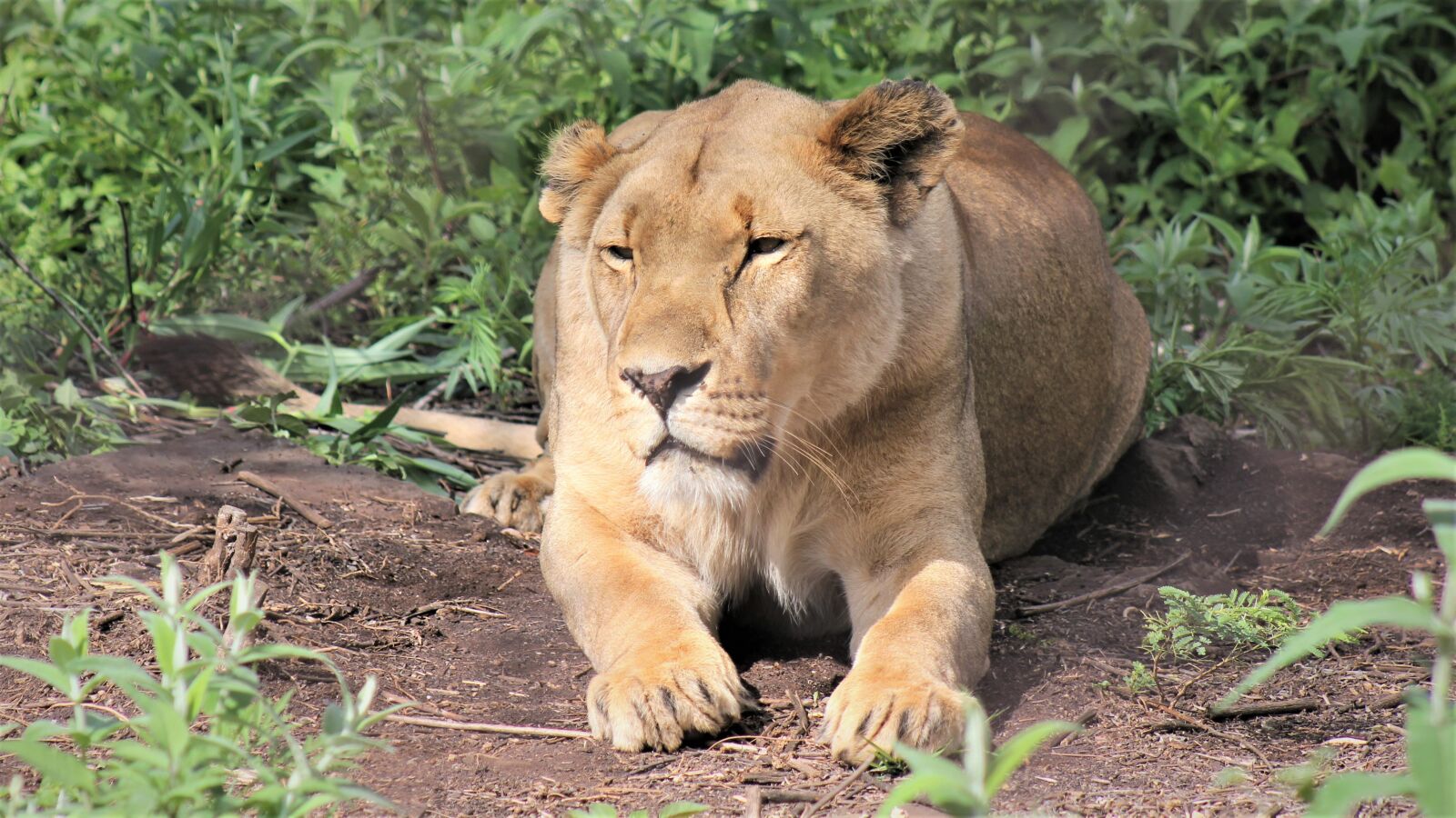Canon EF75-300mm f/4-5.6 sample photo. Lioness, grin, laying down photography