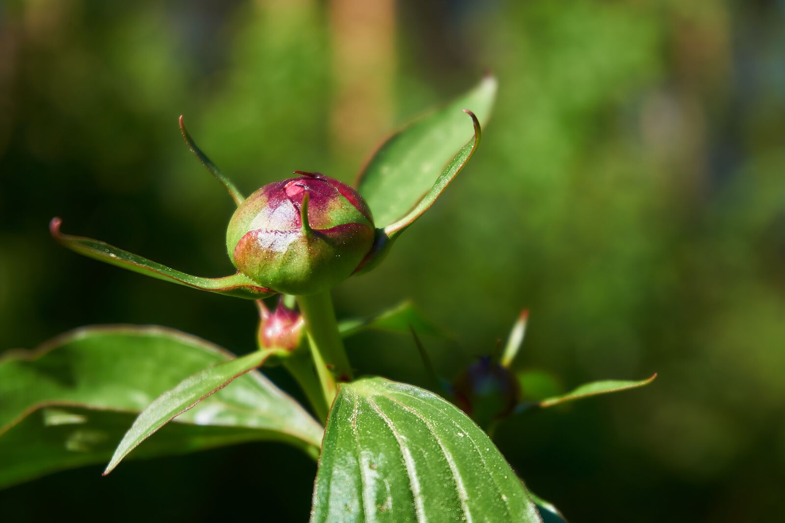 Sony a6000 sample photo. Peony, bud, flower photography